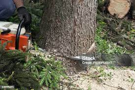Best Tree and Shrub Care  in Pato, WA