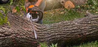 Professional Tree Services in Wapato, WA