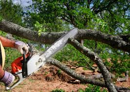 Best Root Management and Removal  in Pato, WA